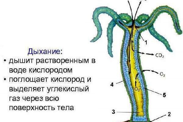 Кракен клир