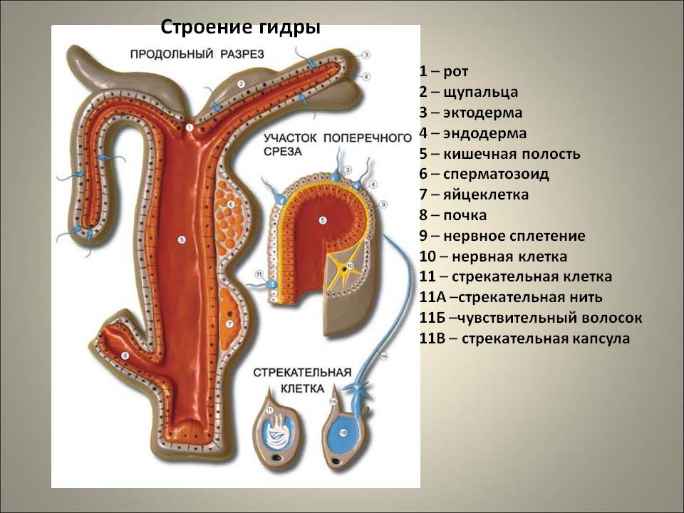 Не могу зайти в кракен